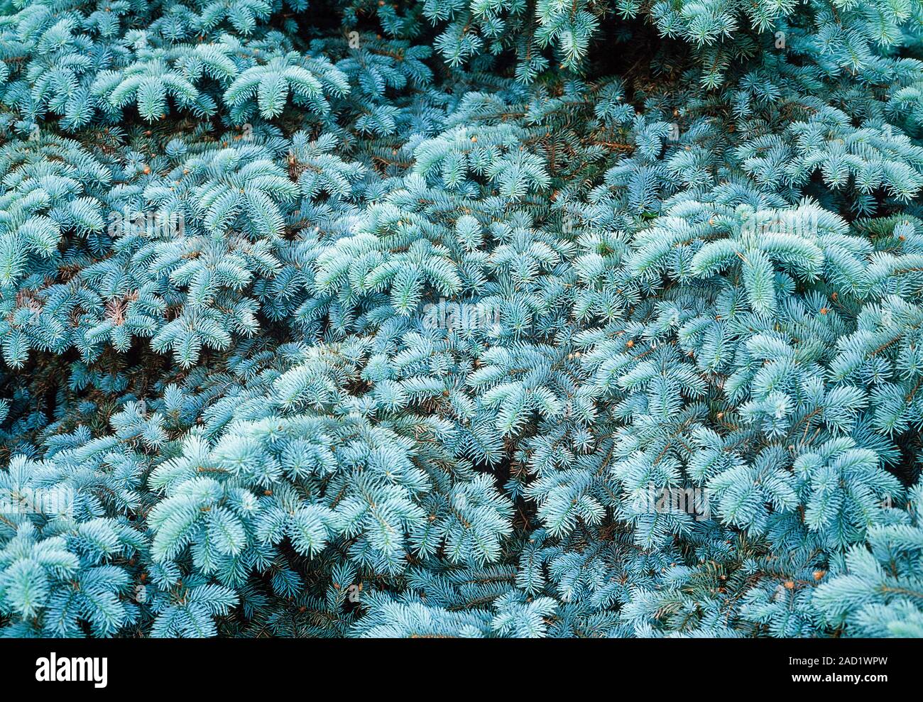 Colorado Spruce, Picea pungens, prone branching habit. Stock Photo