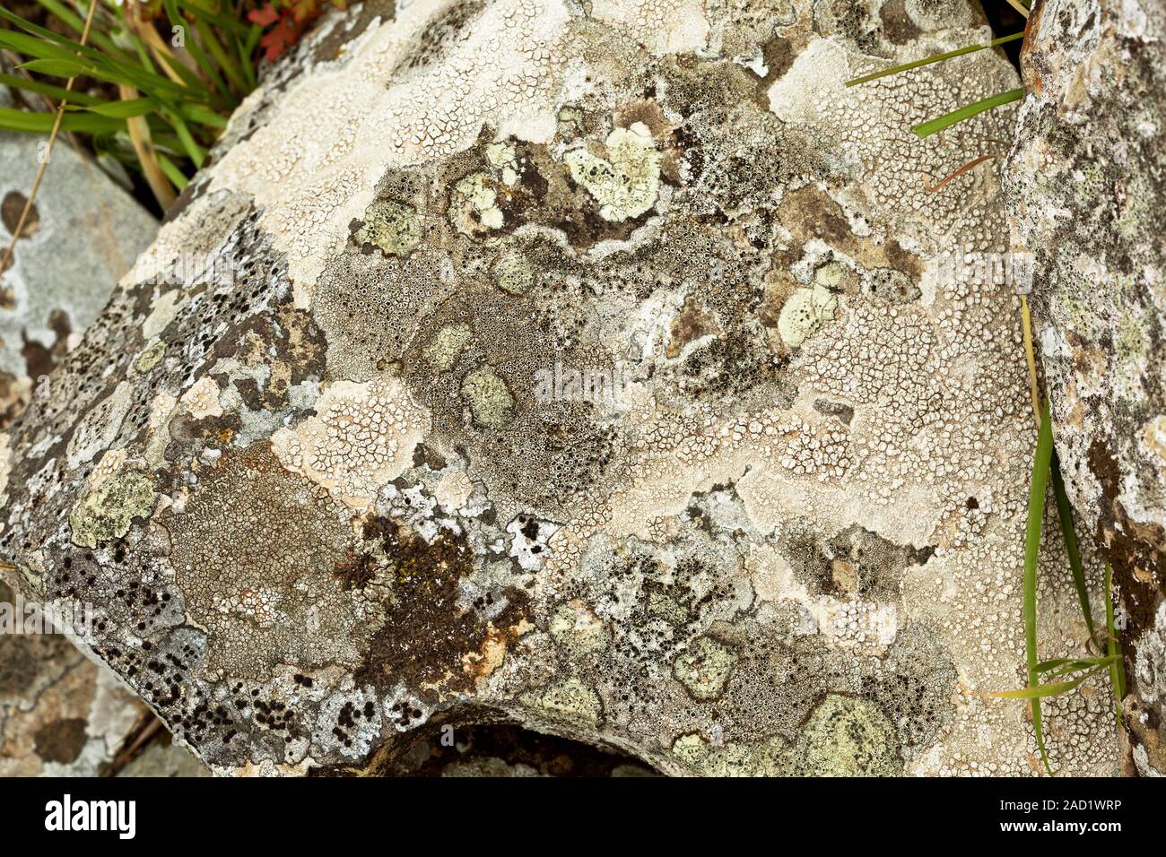 Lichen-covered rock. A lichen is a composite organism arising from ...