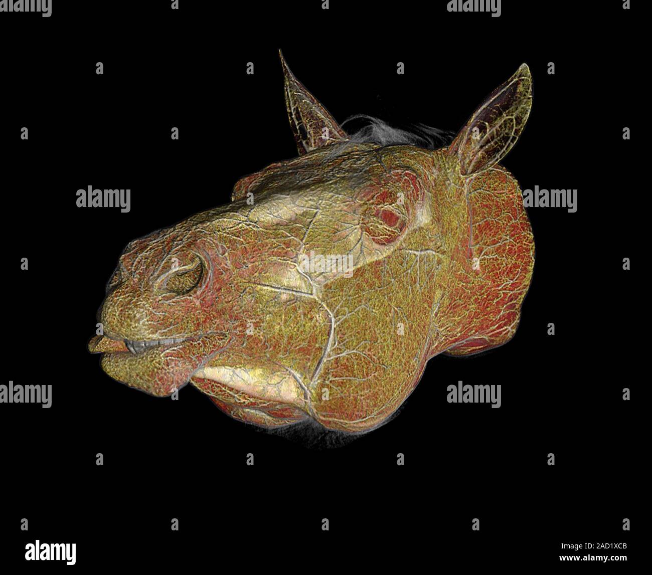 Horse's head. Dualenergy computed tomography (CT) scan of the head of