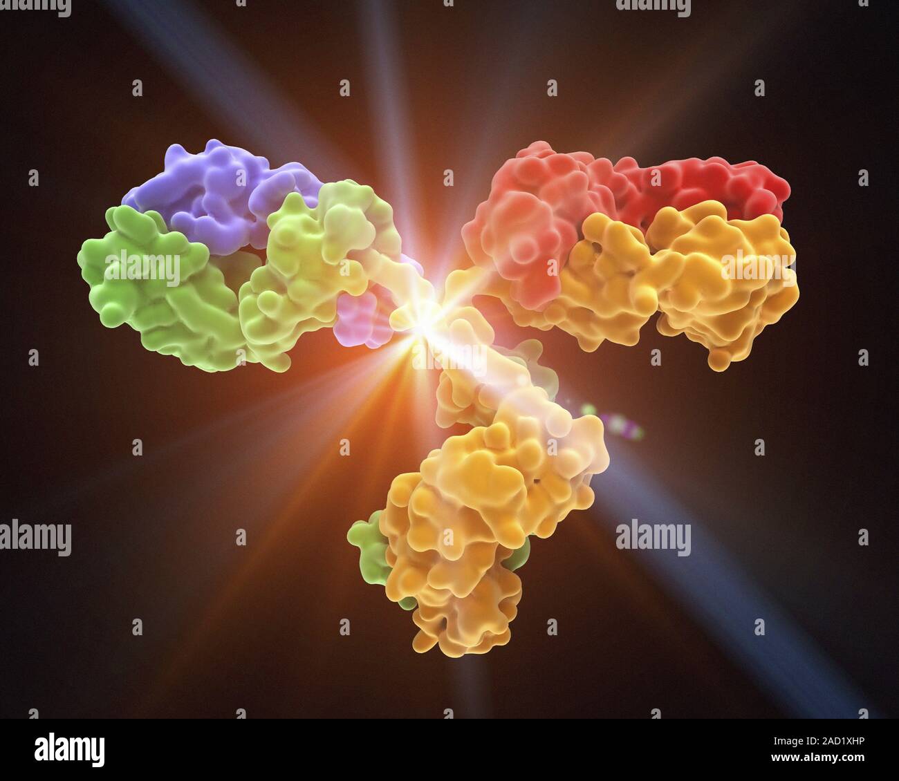 Antibody molecule. Molecular structure of a monoclonal human
