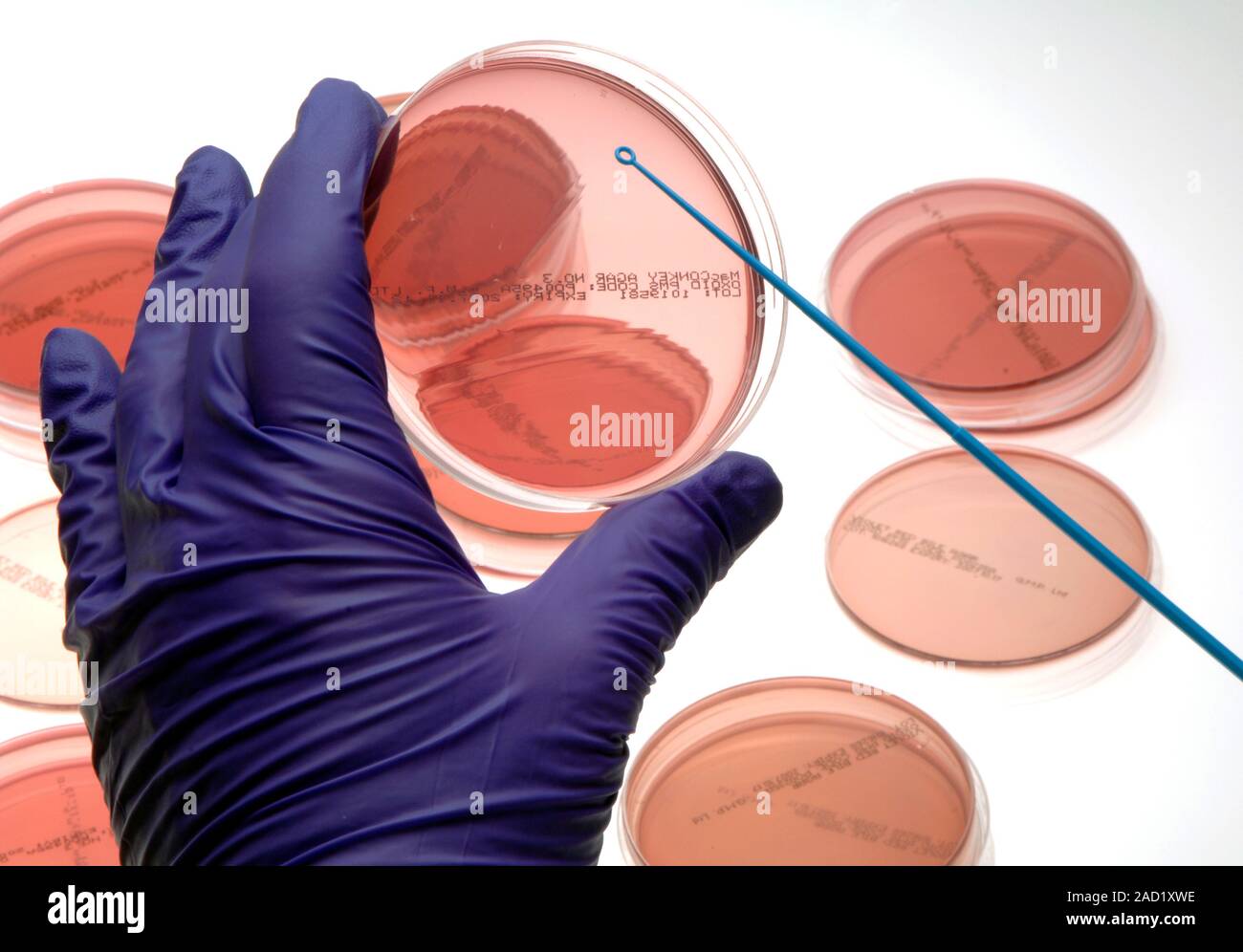Microbiology research. Close-up of a microbiologist inoculating a petri ...