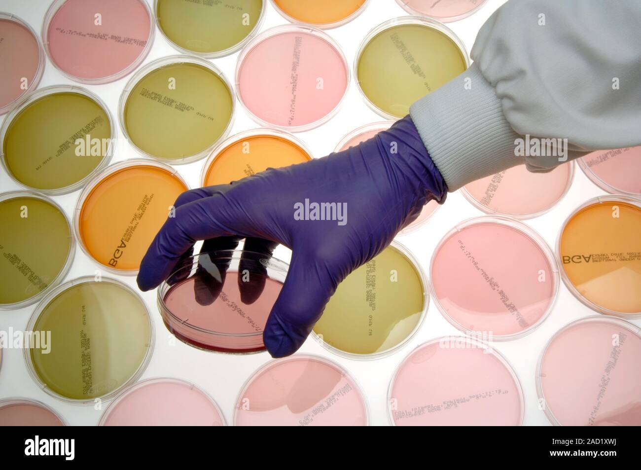 Microbiology research. Closeup of a microbiologist handling a petri