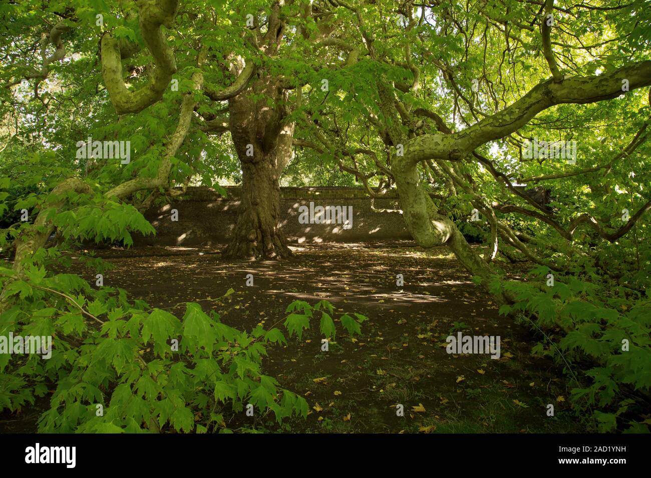 Great Oriental Plane Tree. View of the Great Oriental Plane Tree