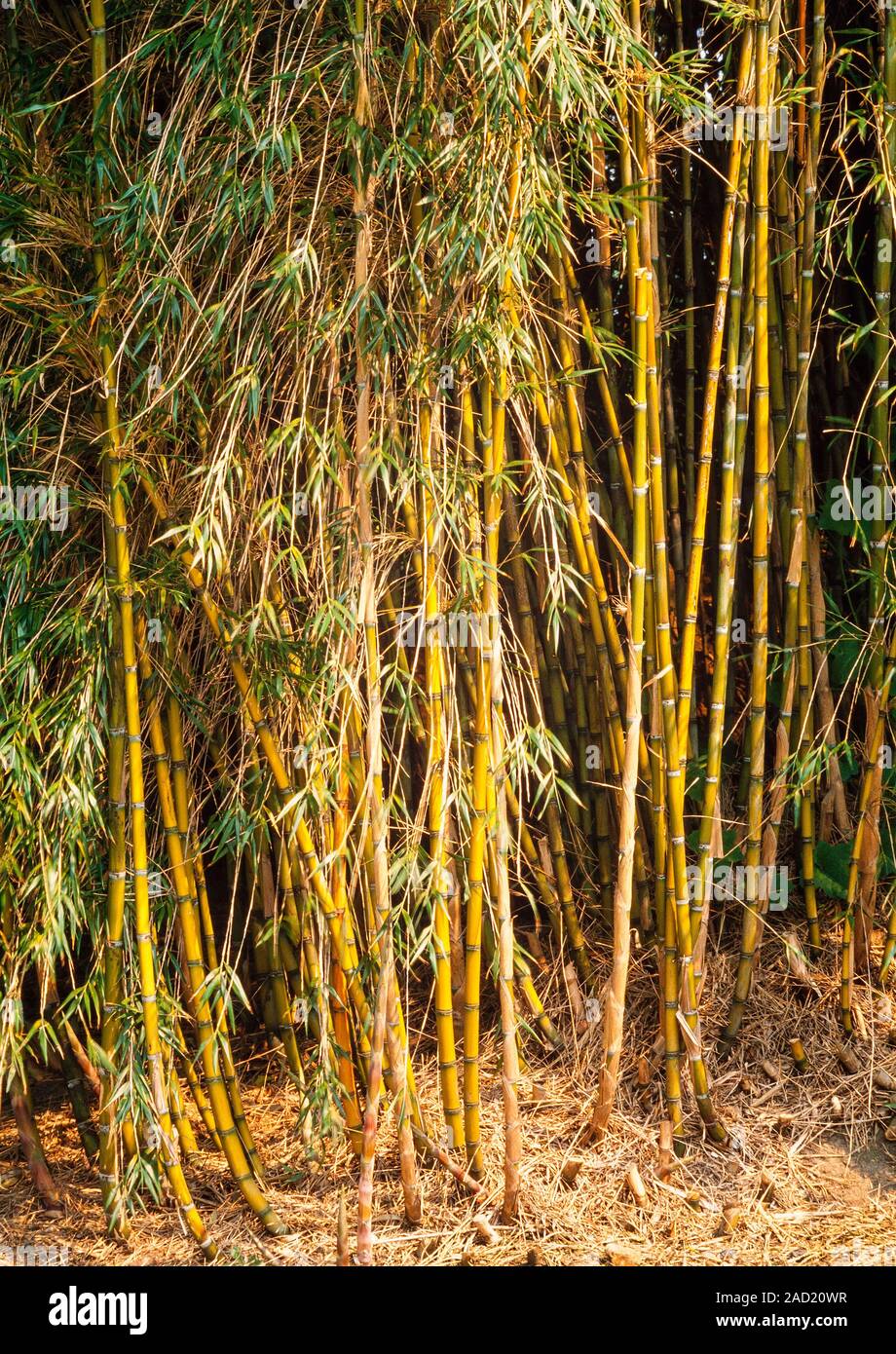 A stand of bamboo grass, Arundinaria sp. One of natures fastest growing plants, up to i metre per day is possible. Stock Photo