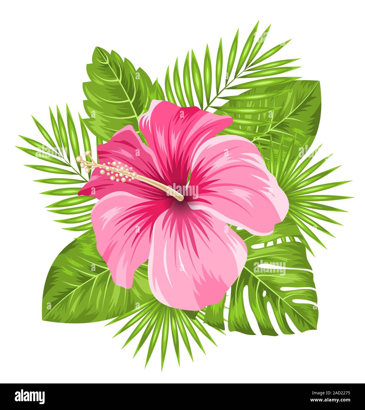 Beautiful Pink Hibiscus Flowers Blossom and Tropical Leaves Stock Photo