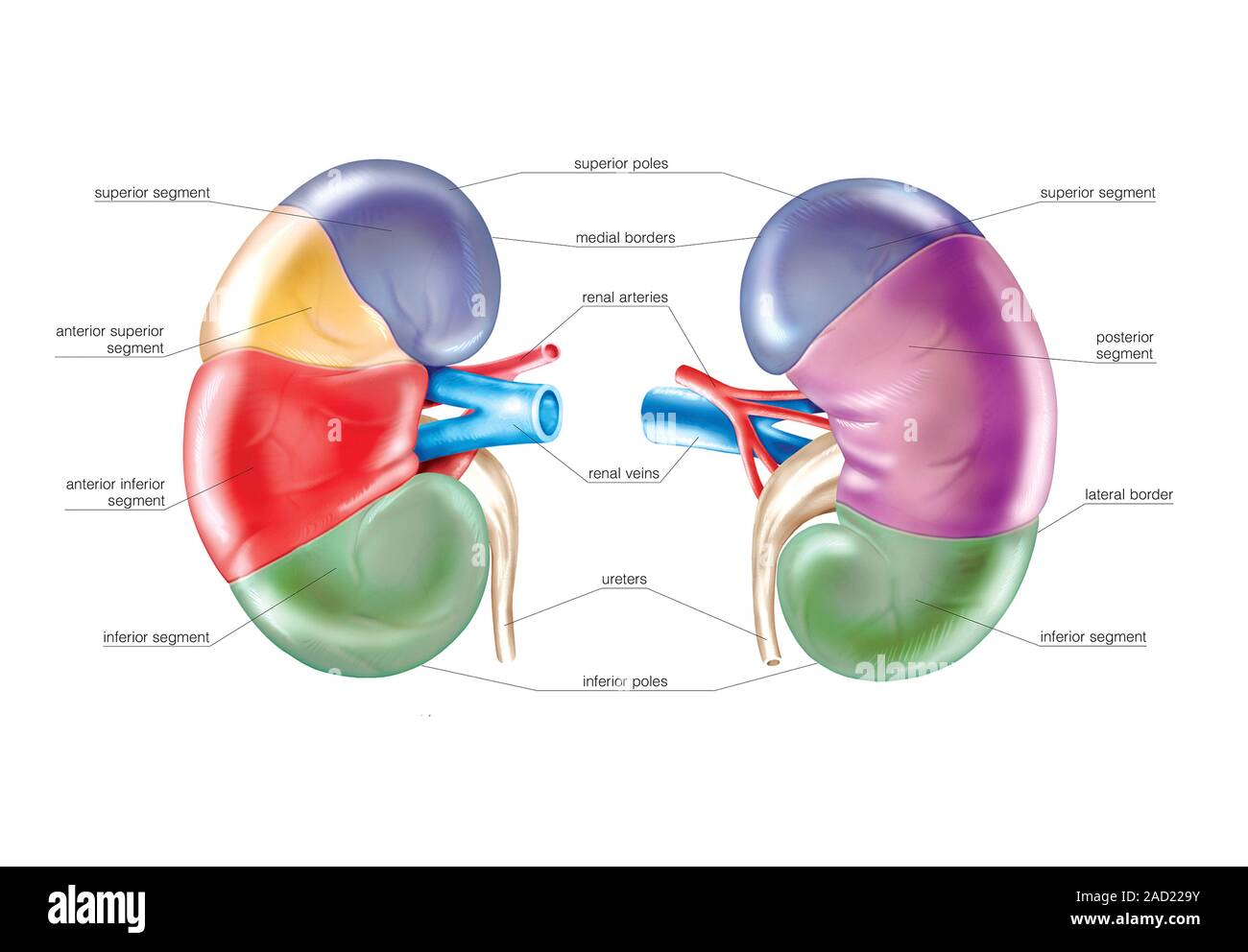 Illustration of the renal segments of the Kidney. This anterior and