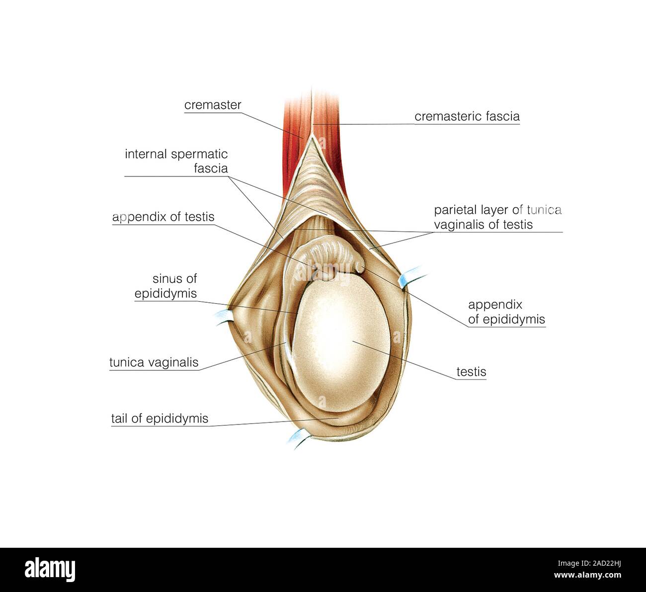 Illustration of the Male Genital System, testis, Epididymis. This