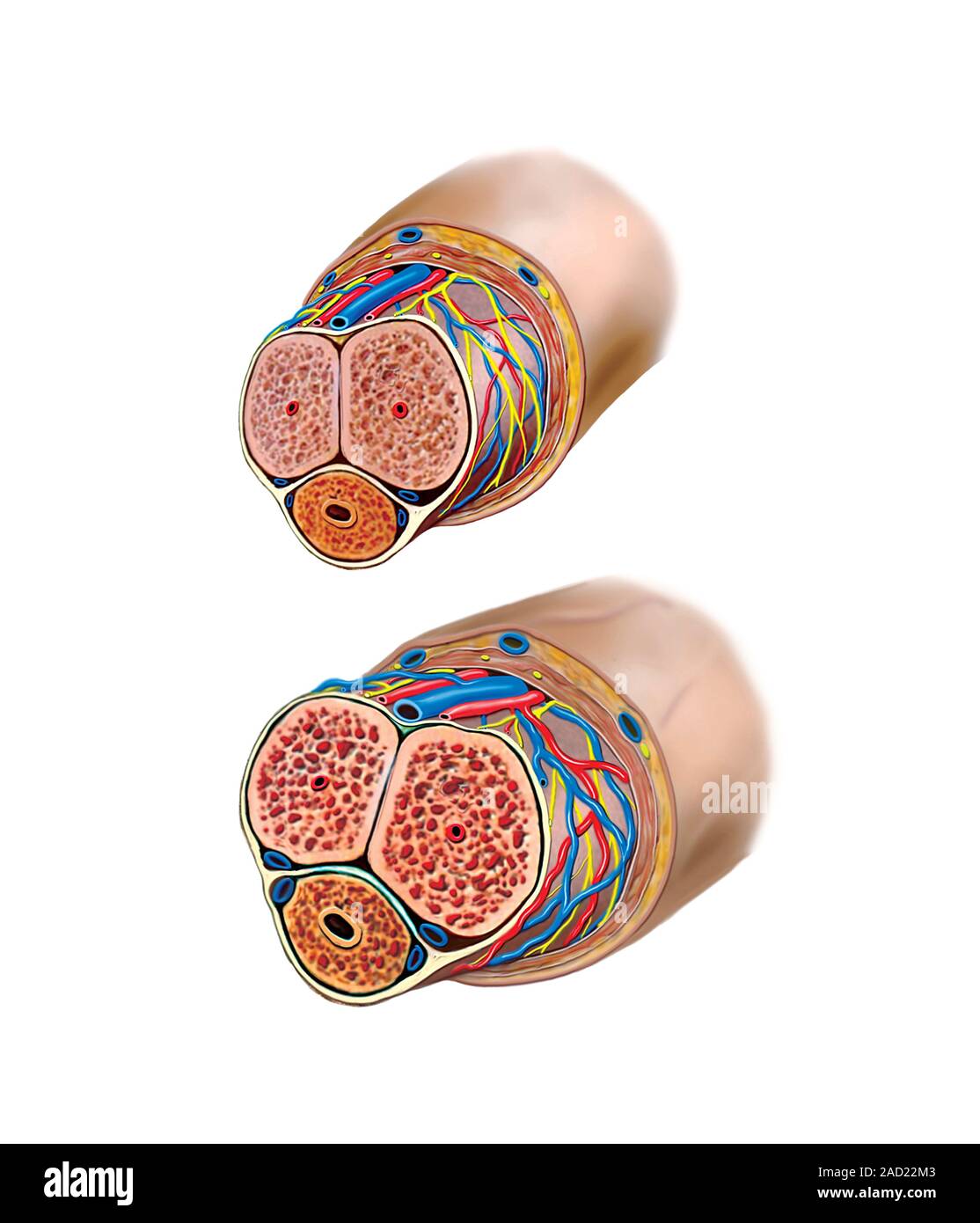 illustration-of-the-male-genital-system-erection-mechanism-this