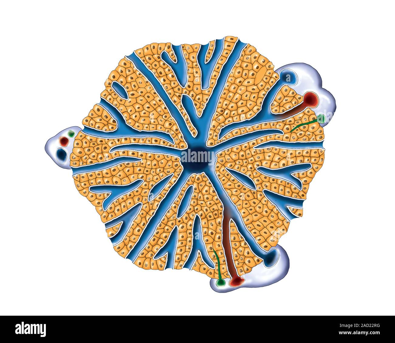 Illustration of the structure of the Lobule of Liver. This illustration ... Biology Diagrams