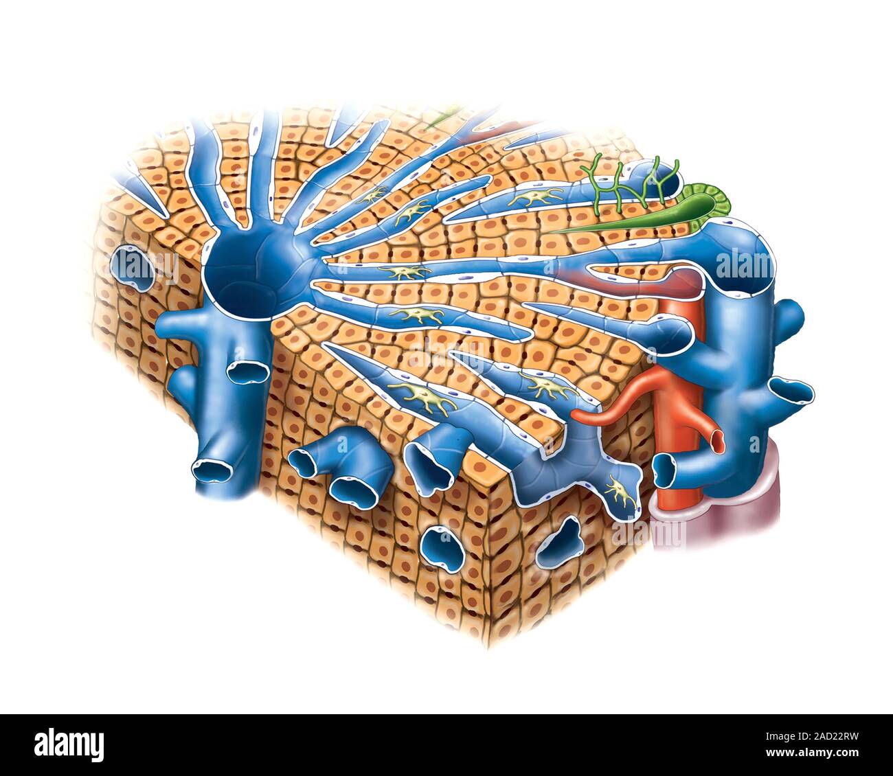Illustration of the structure of the Lobule of Liver This illustration Biology Diagrams