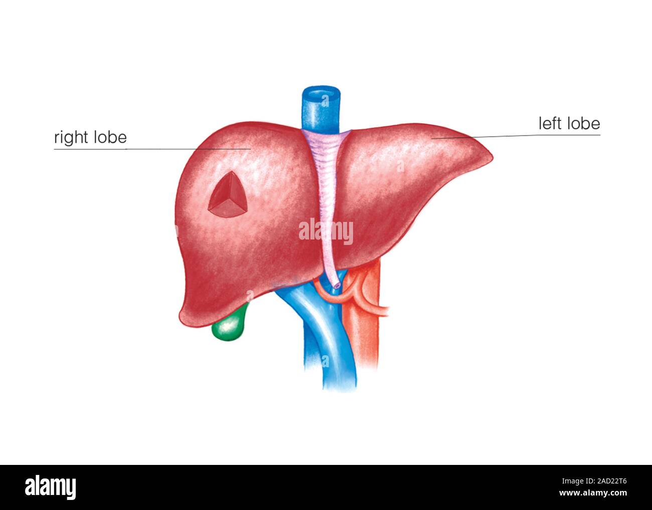 Illustration of the structure of the Lobule of Liver. This labelled ... Biology Diagrams