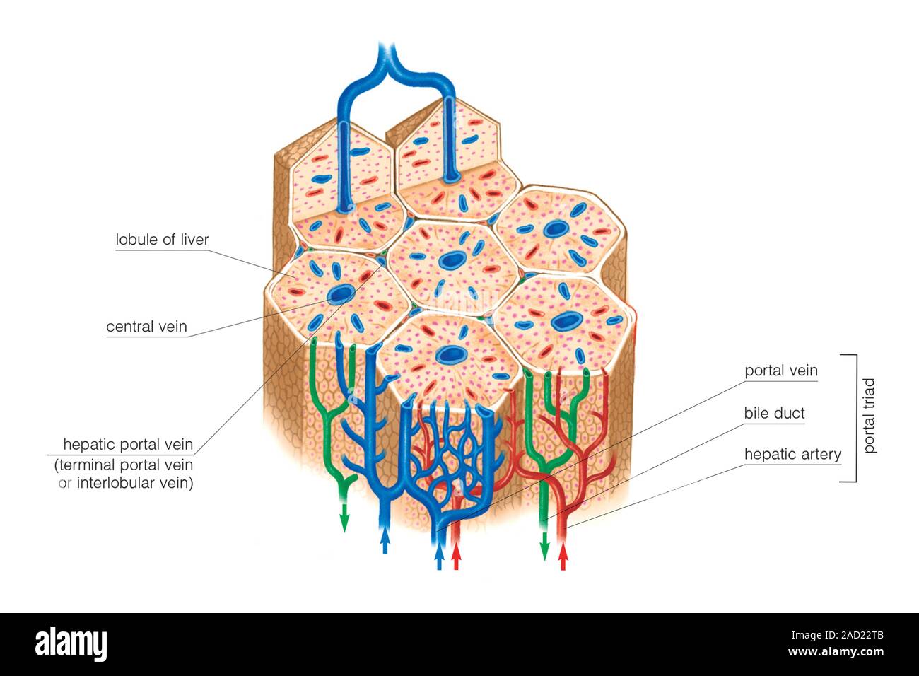 Illustration of the structure of the Lobule of Liver. This labelled ... Biology Diagrams