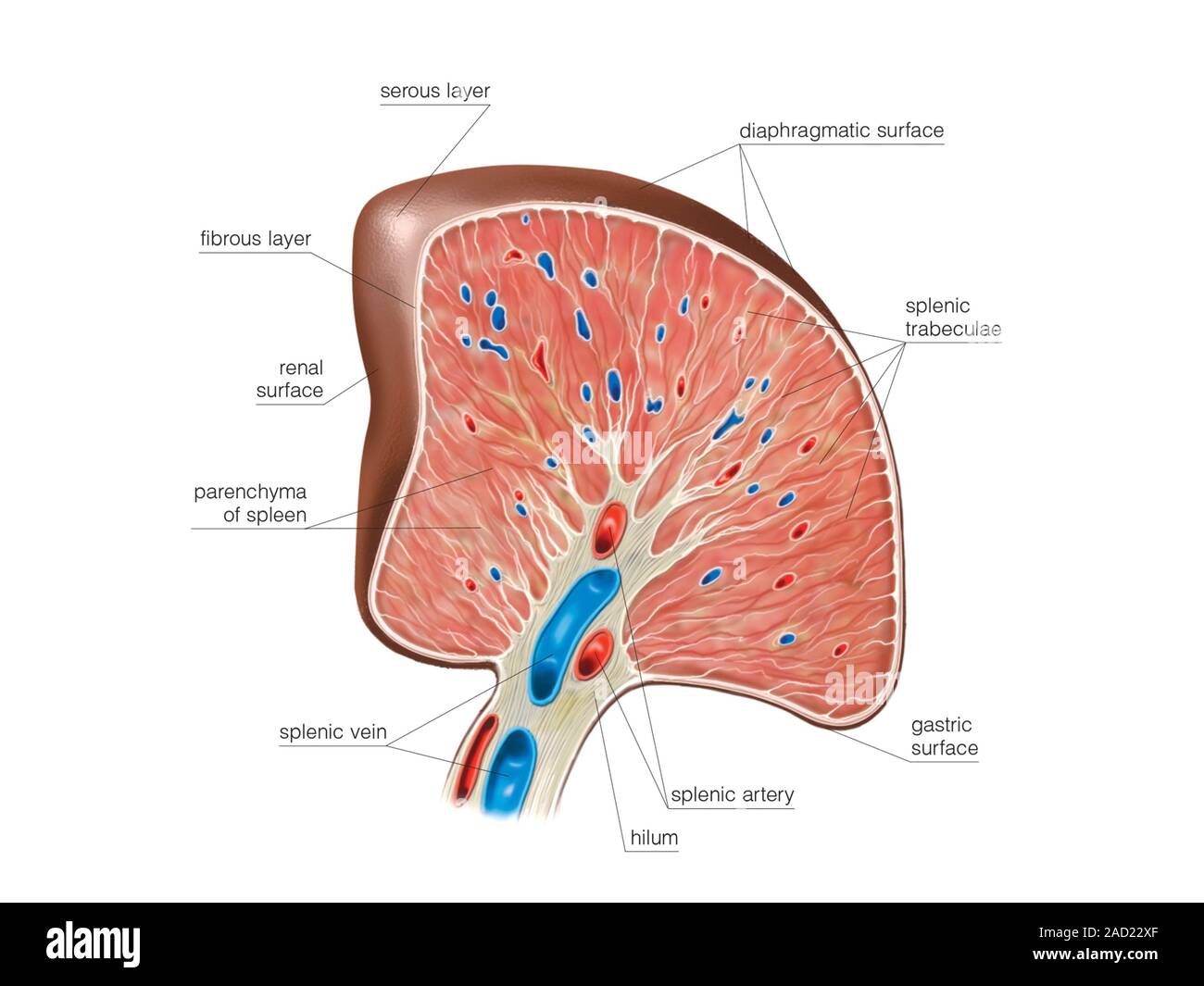 Splenic F Illustration of the transverse section of the Spleen. This caudal view ...