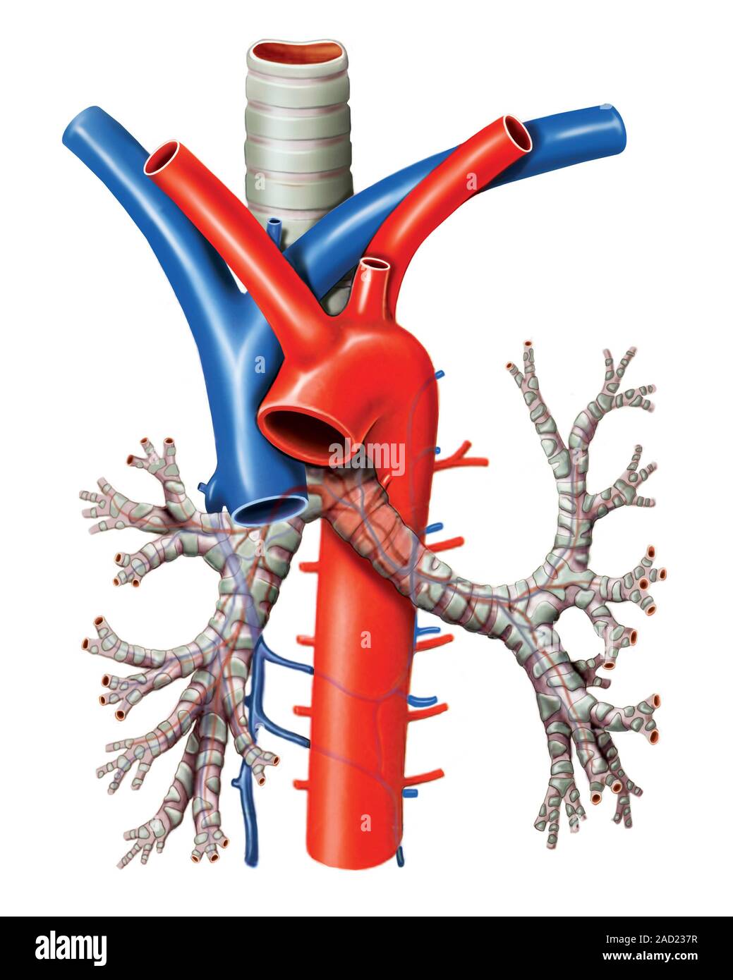 Illustration of the Vascular System, Trachea and Bronchi This Image of anterior view