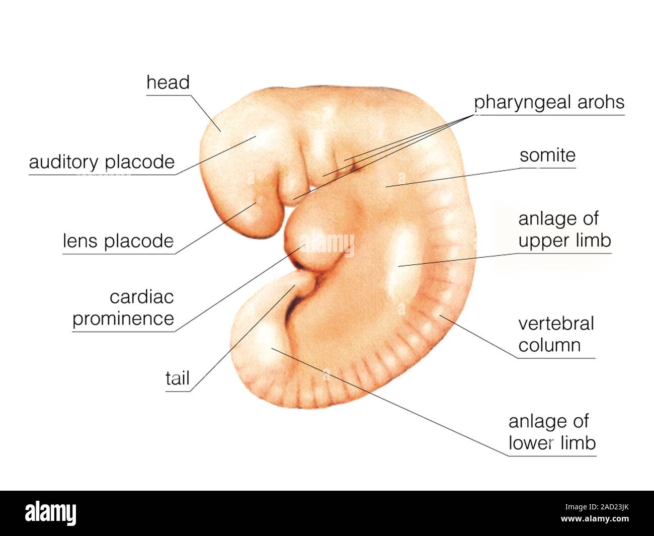 Embryo Labed Illustration of the formation of the embryo of about 35 days. This ...