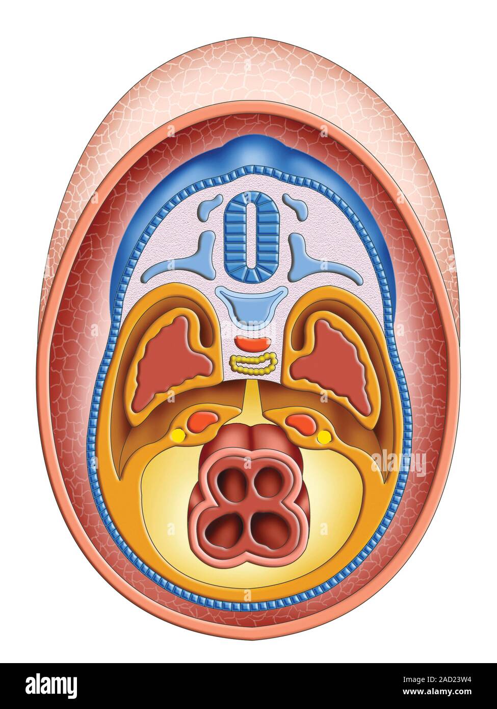 Illustration of the formation of the intra-embryonic cavities. This ...