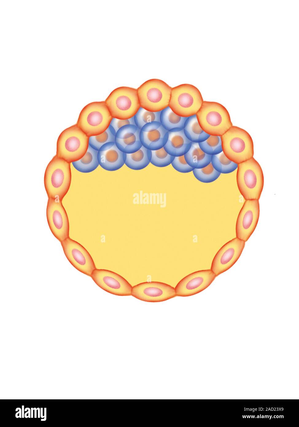 Illustration Of The Blastocyst Formation And Implantation This