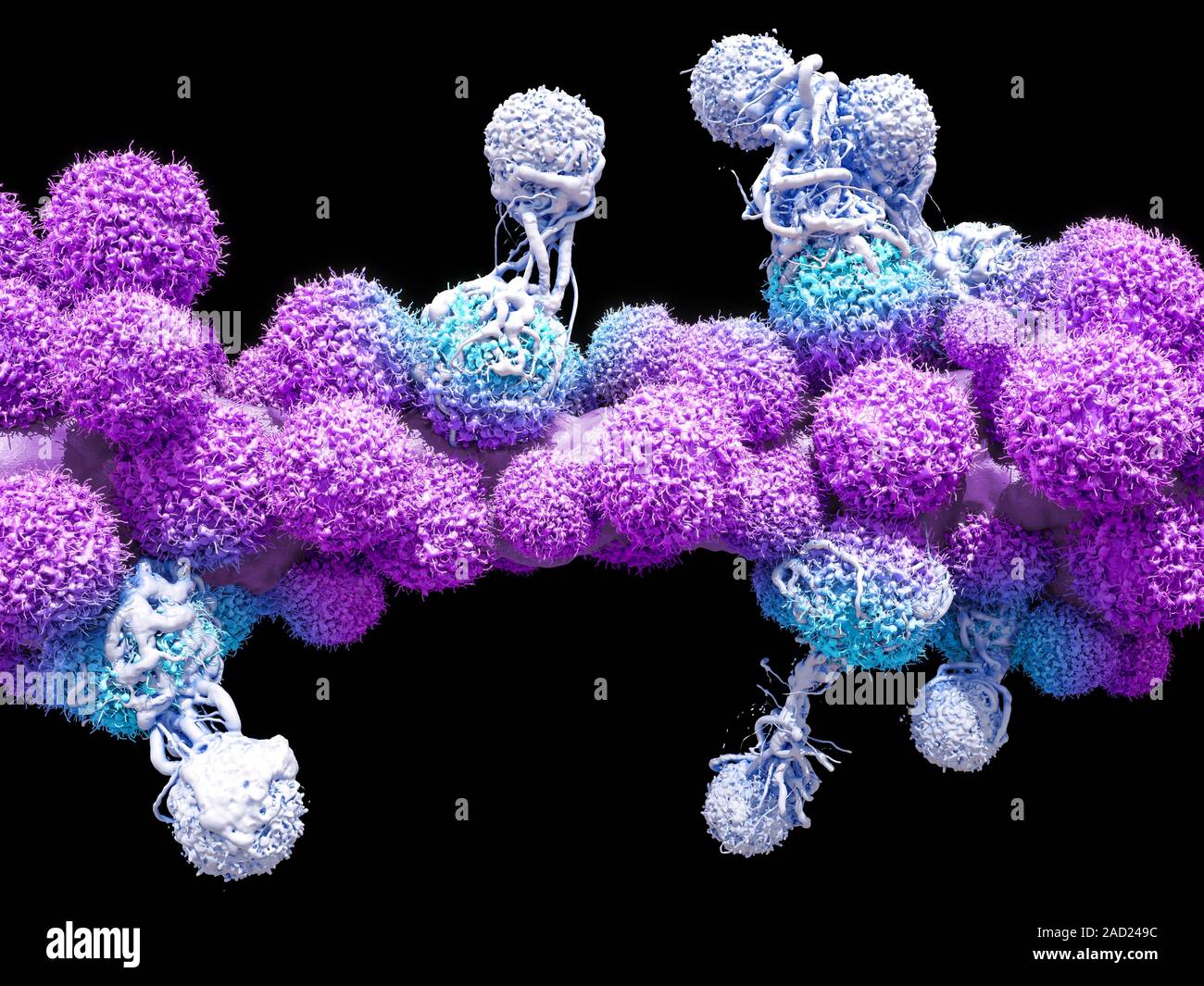 T cells attacking cancer cells. 3D computer illustration of T ...