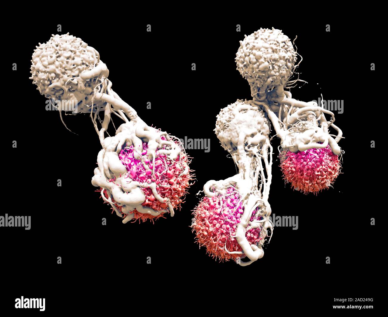 T cells attacking cancer cells. 3D computer illustration of T ...