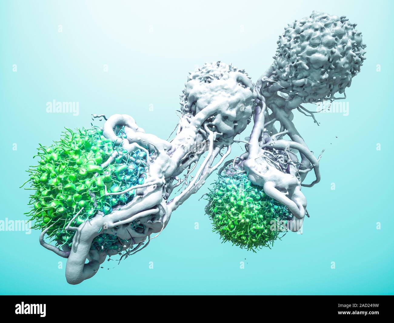 T cells attacking cancer cells. 3D computer illustration of T ...