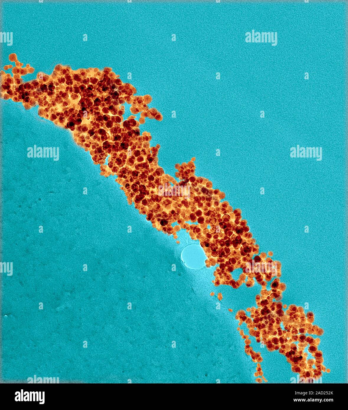 Clay nanoparticle coating. Micrograph of a coating made of clay ...