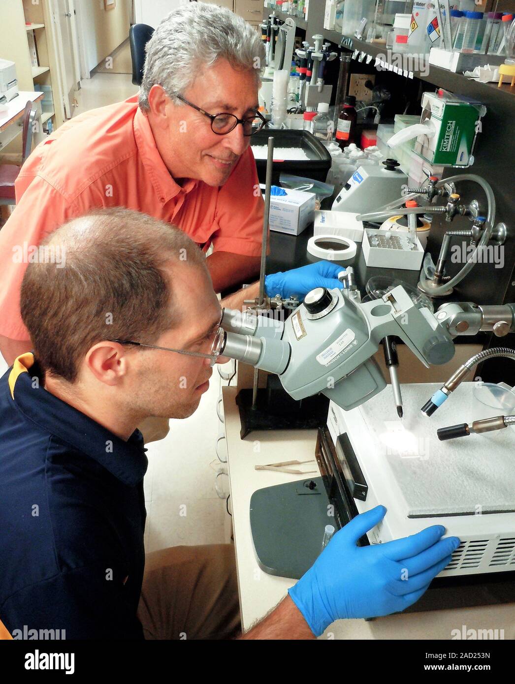 Mosquito genetics research. Entomologist and molecular biologist ...
