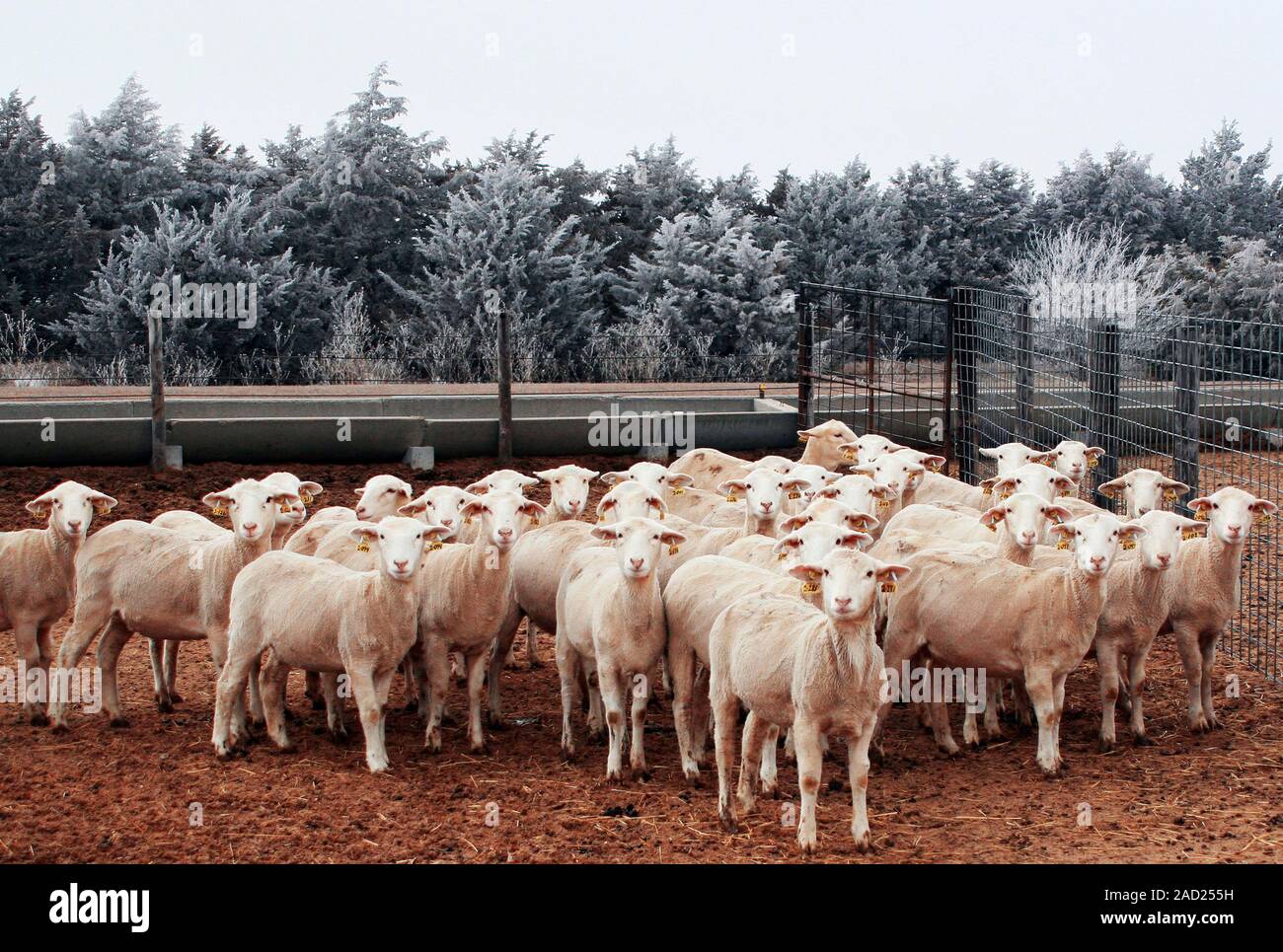 Genetically modified sheep. Flock of female sheep (ewes, Ovis aries ...