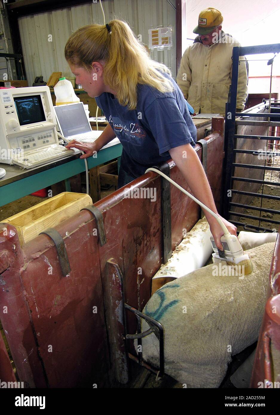 Lamb growth recording. Technician using diagnostic ultrasound to