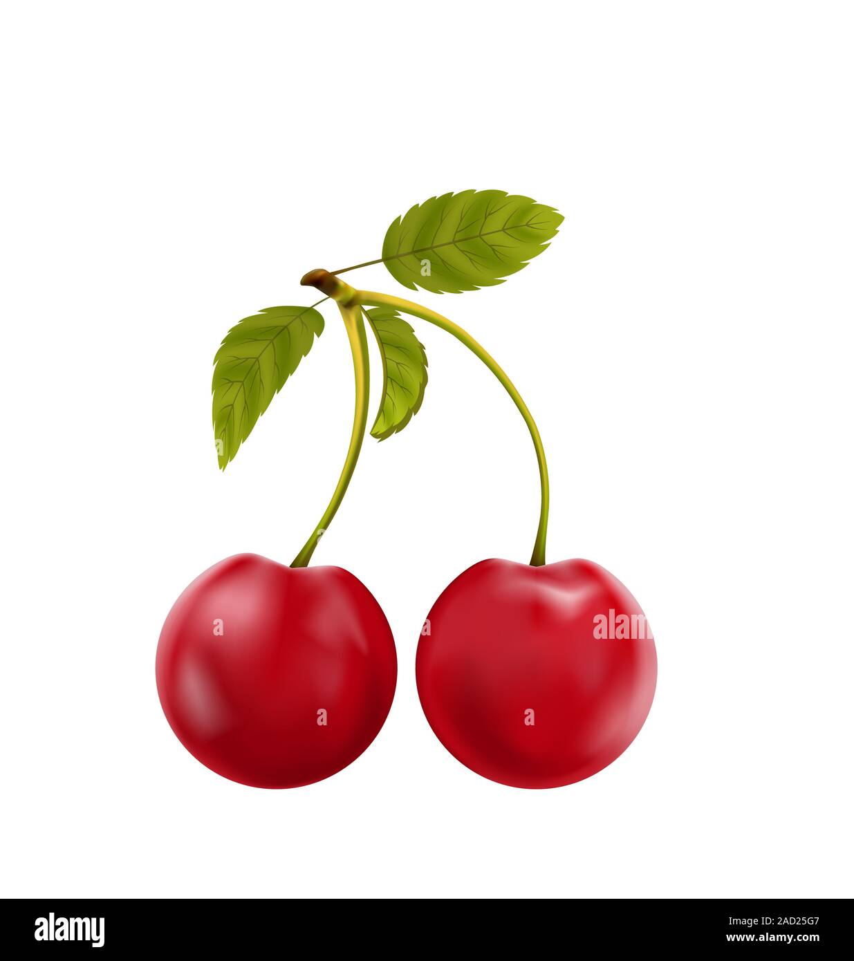 Pair Realistic Pulpy Cherries with Green Leaves Stock Photo