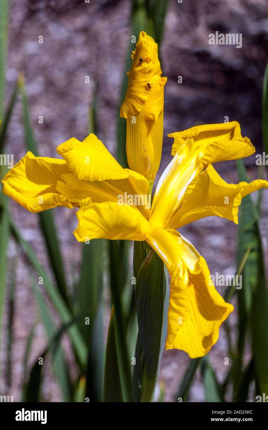 Yellow Iris spuria 'Gold Mania' Stock Photo