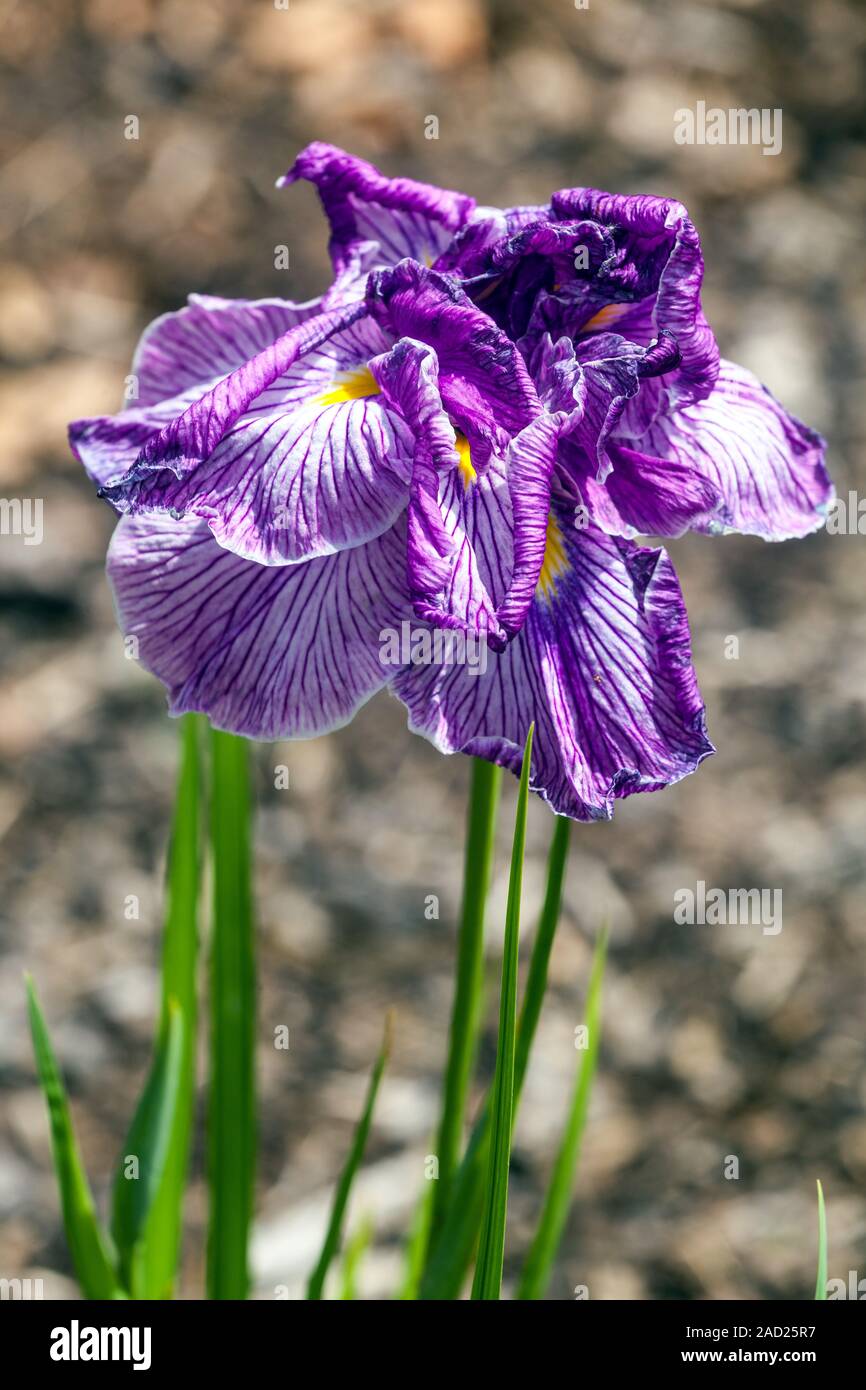 Japanese Iris ensata Dragon Mane Iris flower Stock Photo