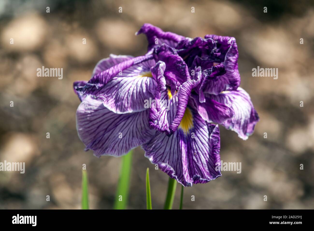 Japanese Iris ensata 'Dragon Mane' flower close up purple Irises Stock Photo