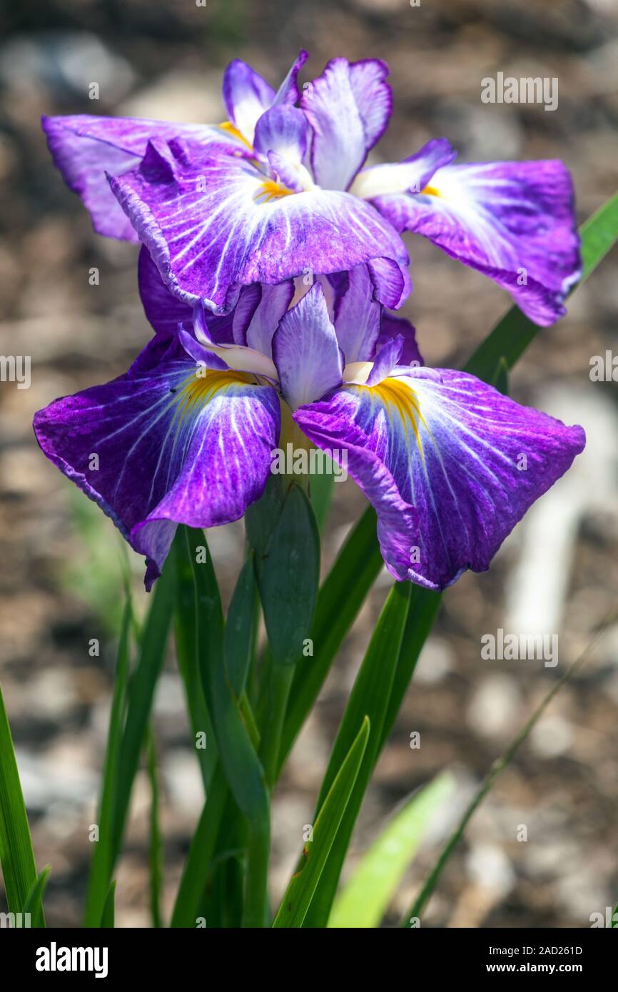 Japanese Purple Iris ensata Wonderful Delight Iris flower Irises flowers Stock Photo