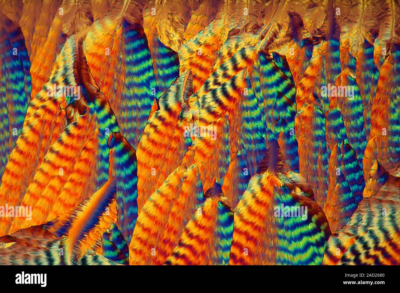 Vitamin C. Polarised light micrograph of a section through ascorbic