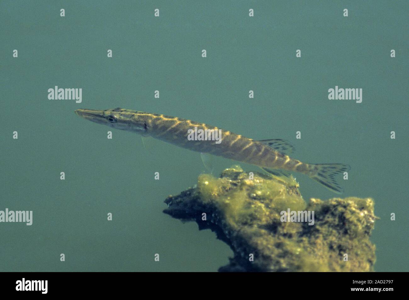 Northern Pike, the largest pike ever recorded was 152cm long and weighed 28kg Stock Photo