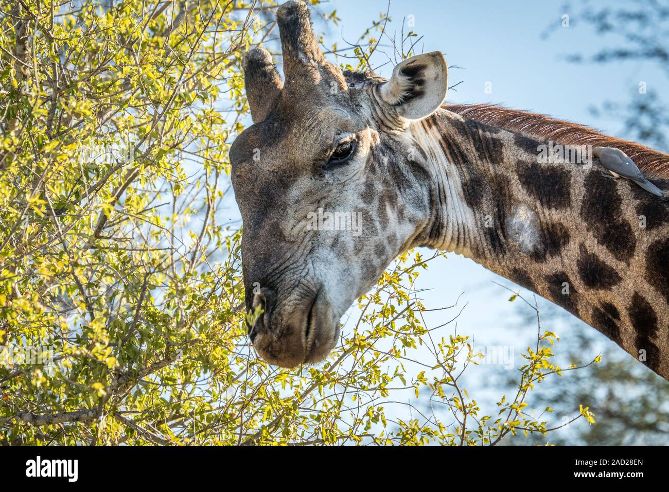 Giraffe eating leaves hi-res stock photography and images - Alamy