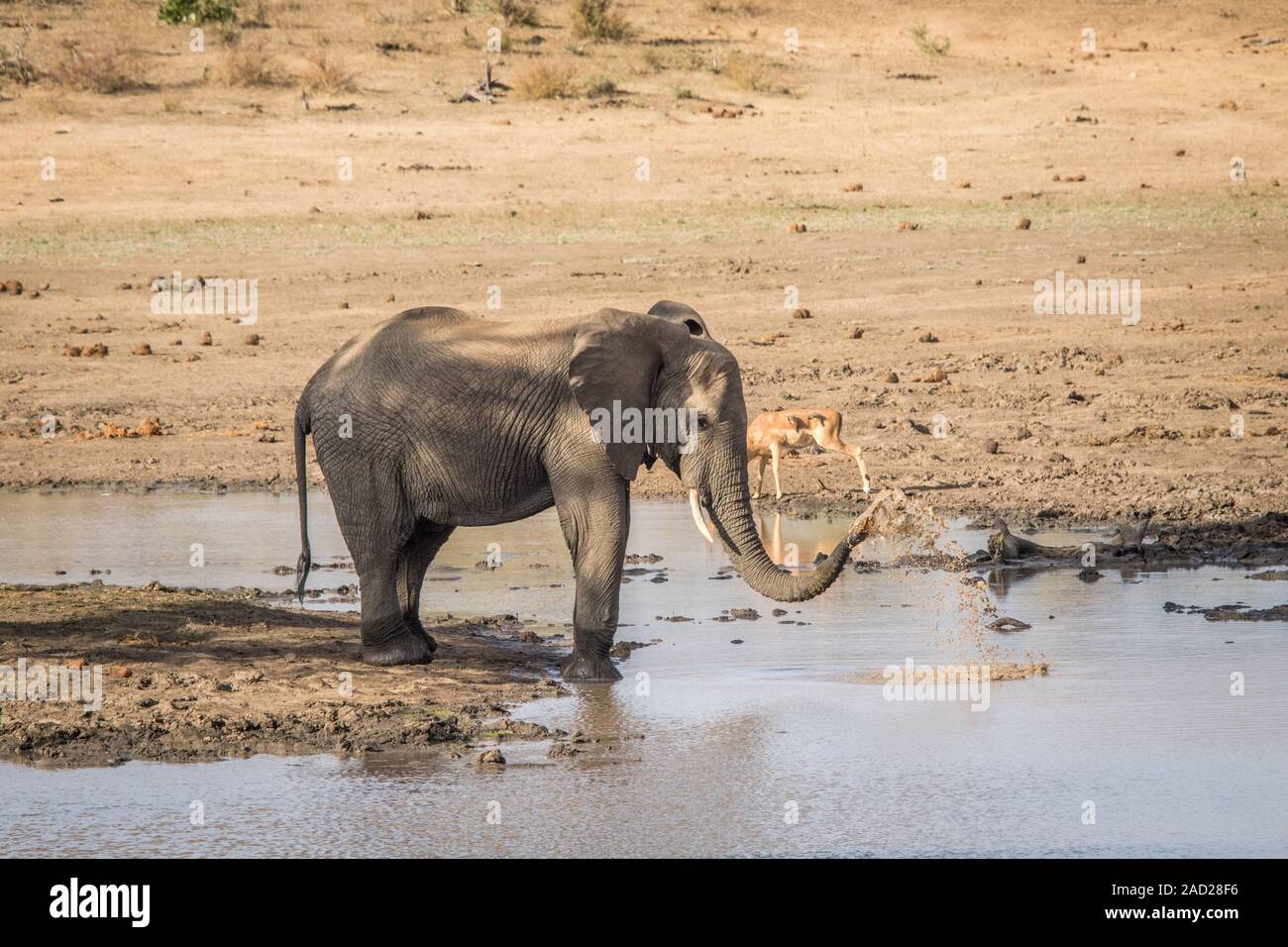 An Elephant drinking in the Kruger. Stock Photo