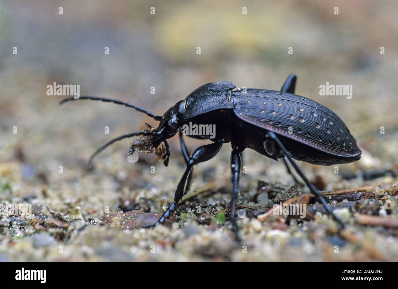Garden Ground Beetle is a common beetle in the Middle East / Carabus hortensis Stock Photo