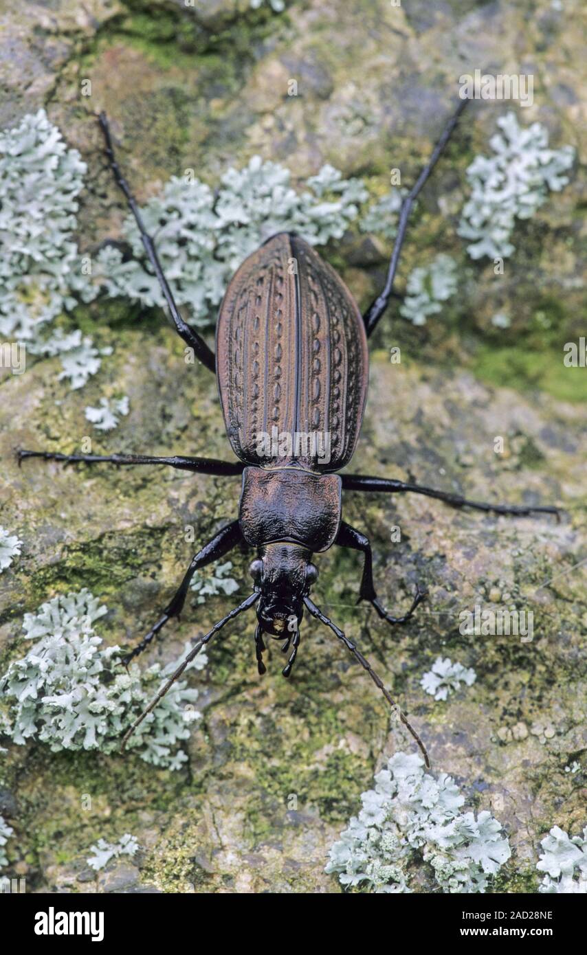 Granulated Ground Beetle lives in gardens, fields and forests / Carabus granulatus Stock Photo