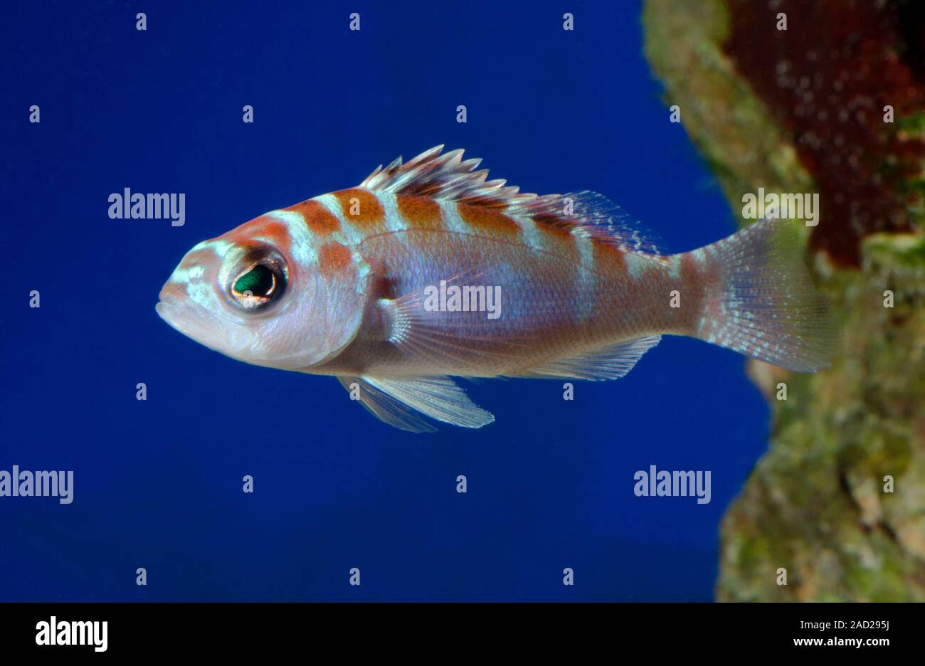 Chalk bass (Serranus tortugarum). This marine fish is native to the