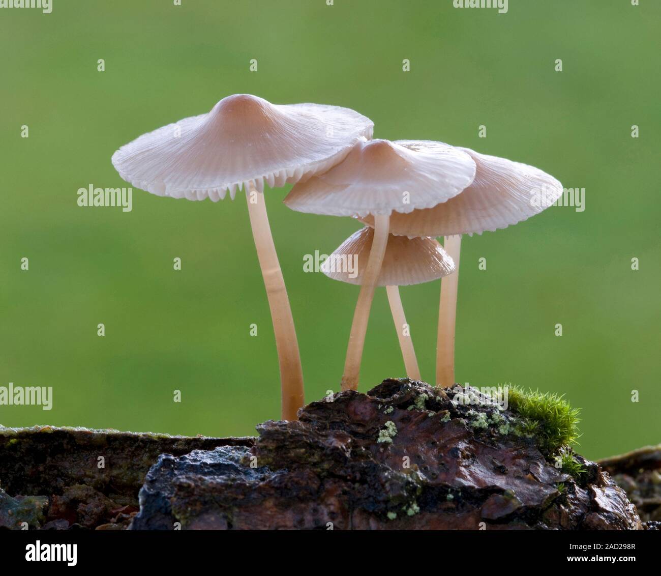 Bonnet-cap fungus (Mycena galericulata), showing the shape and pink ...