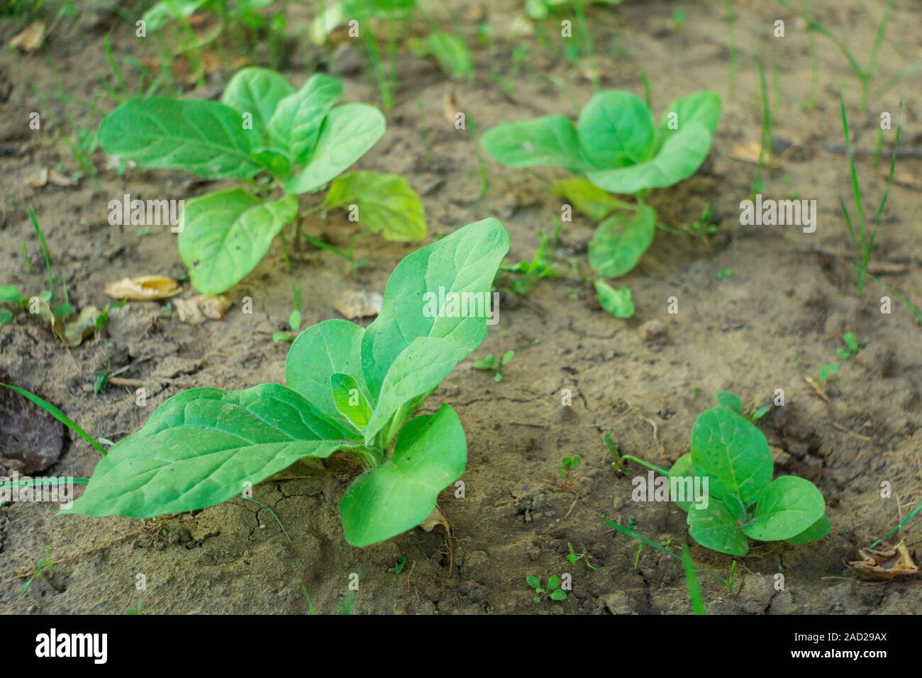 how to rehydrate tobacco pouches 3 Ways to Rehydrate Stale Tobacco