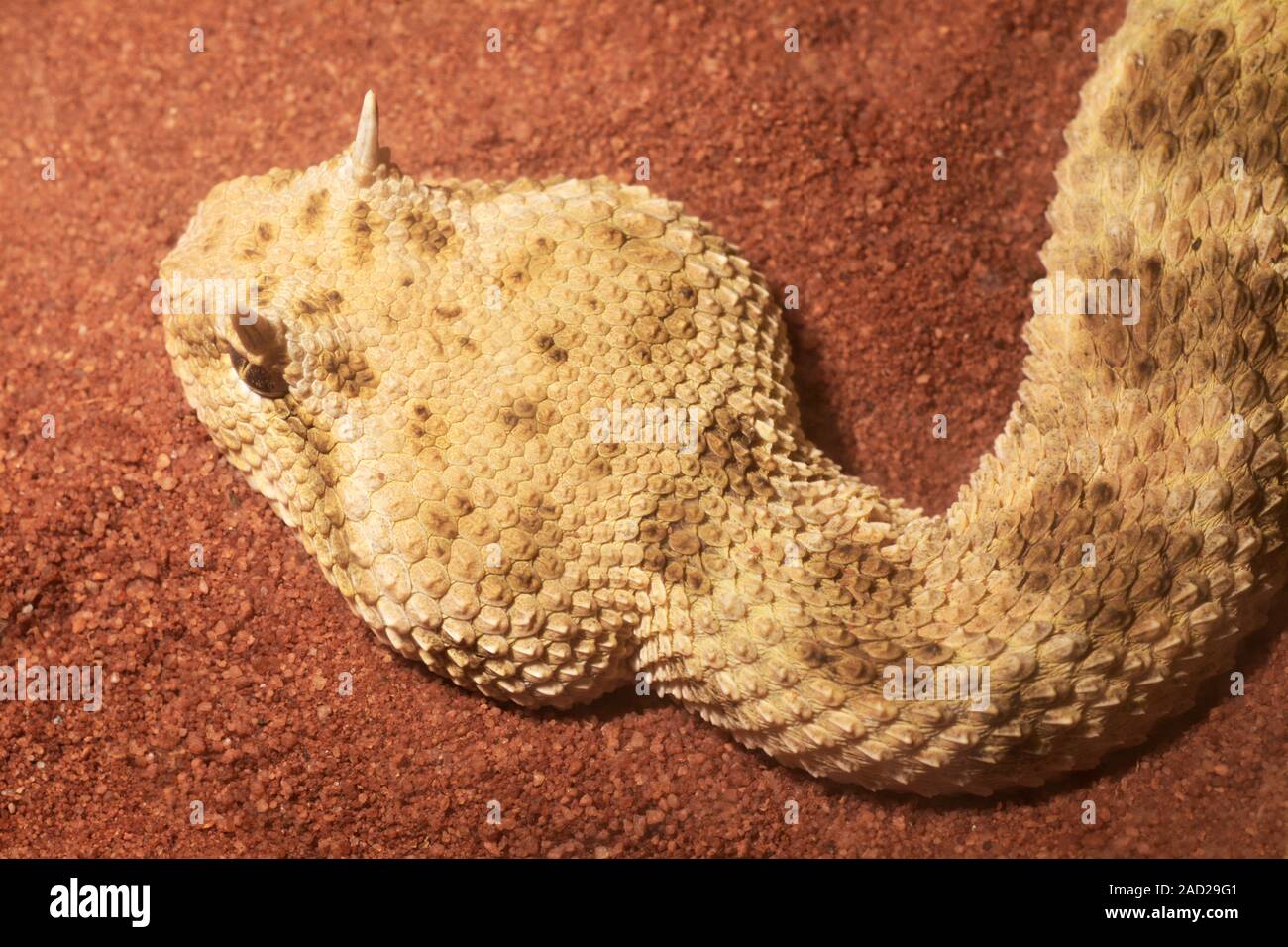 Horned viper (Vipera ammodytes). This venomous snake is native to ...