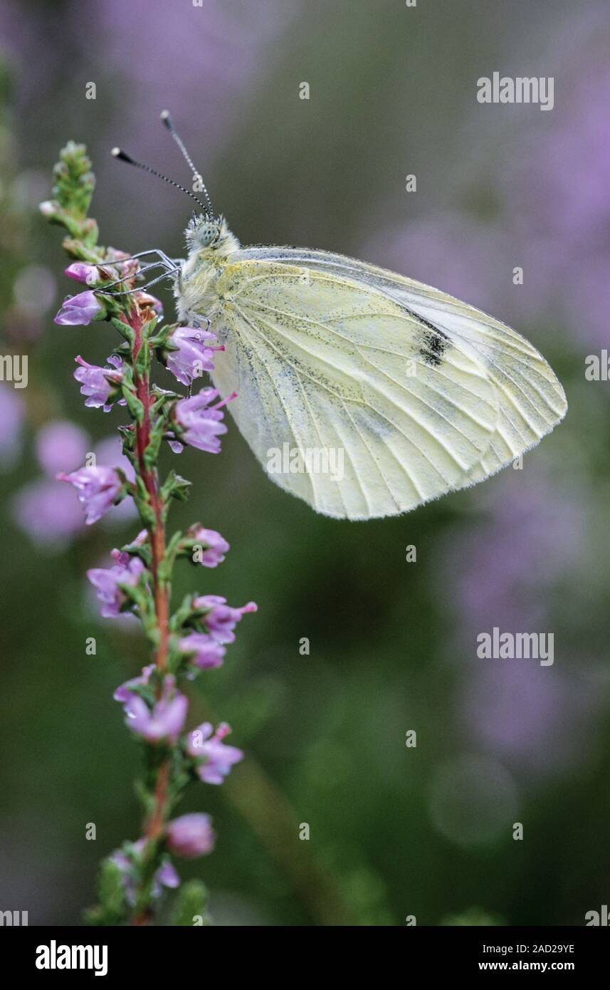 Green-veined White, the eggs are laid singly on a wide range of foodplants Stock Photo