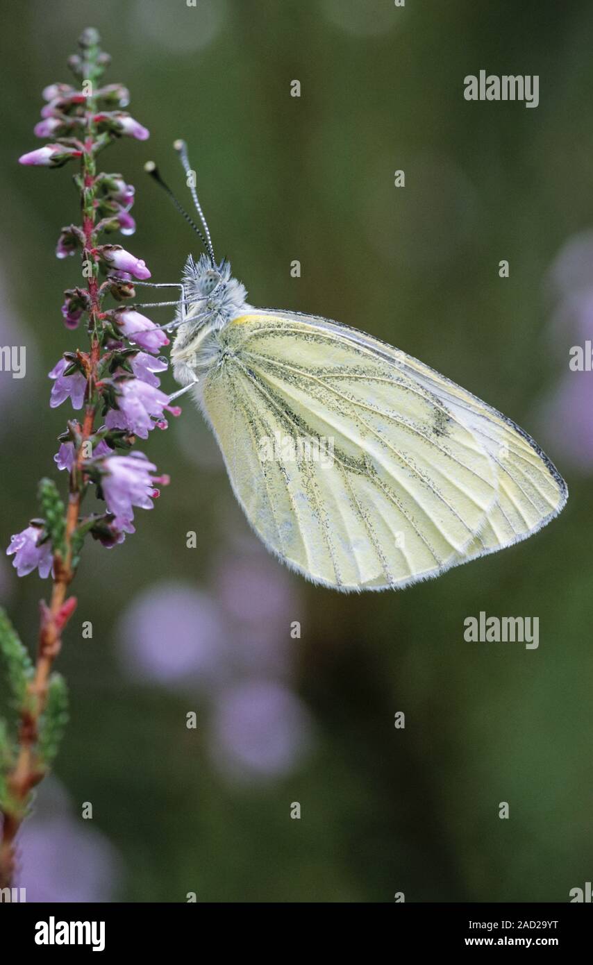 Green-veined White, the sexes differ, the female has two spots on each forewing, the male one Stock Photo