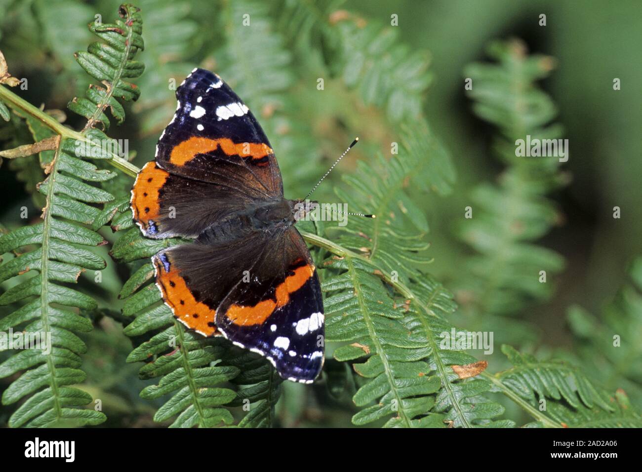 Red Admiral migrates from South Europe to the north in spring and sometimes again in autumn Stock Photo