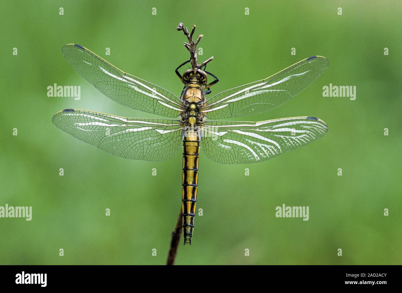 Black-tailed Skimmer, the eggs are laid in flight by dipping the tip of the abdomen into the water Stock Photo