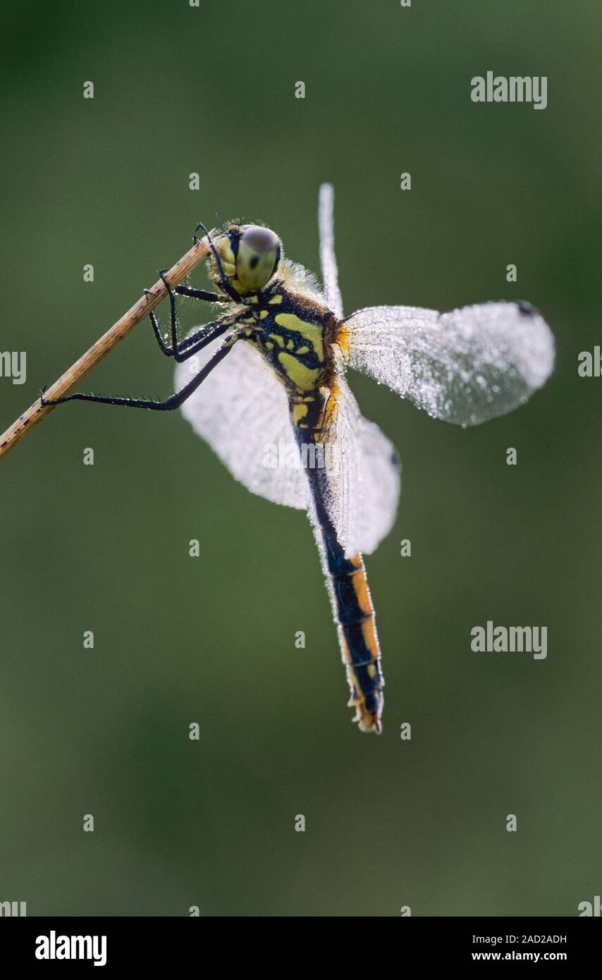 Black Darter, the eggs are laid in flight by dipping the tip of the abdomen into the water Stock Photo