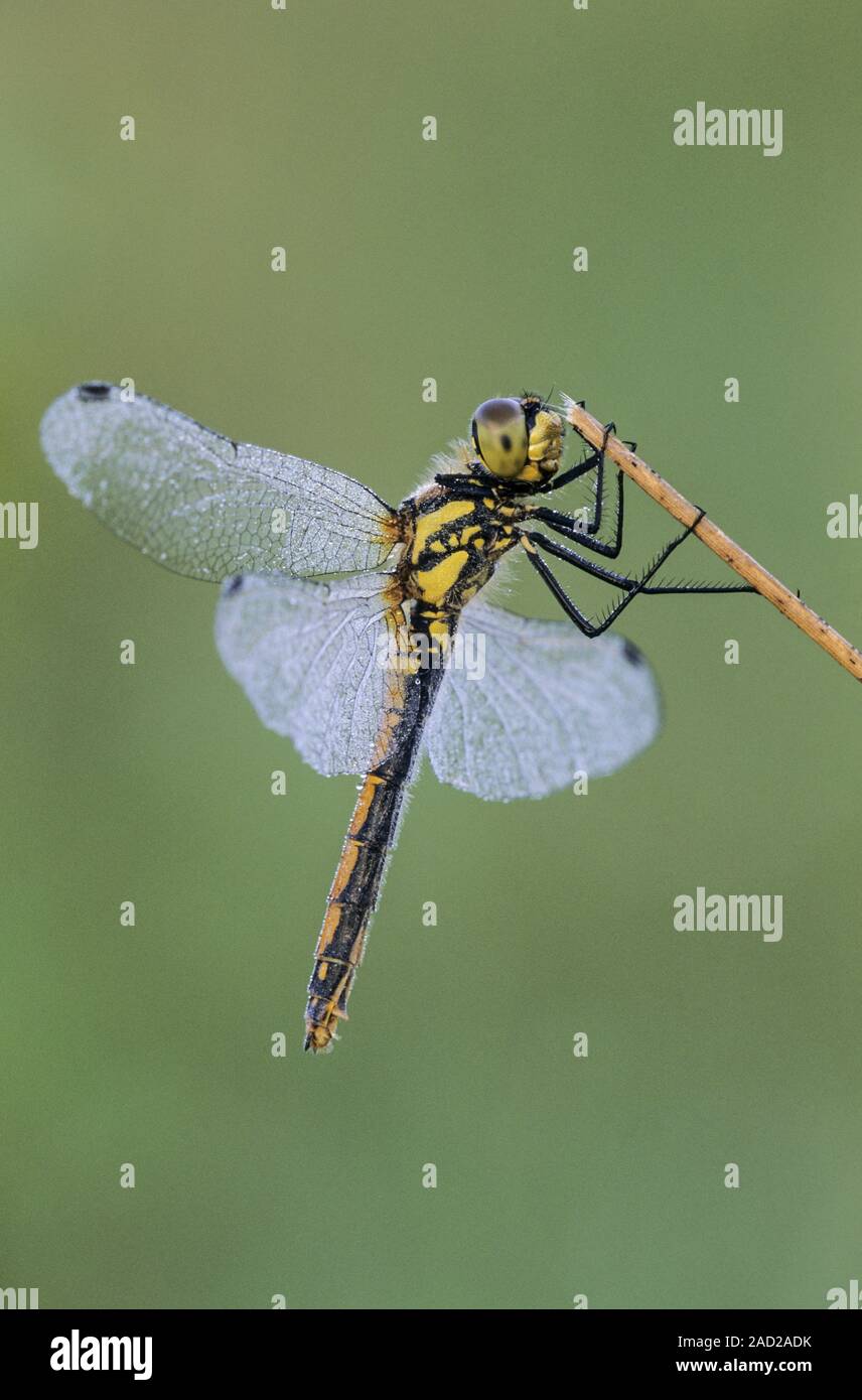 Black Darter is an active late summer insect, typical of heathland and moorland Stock Photo