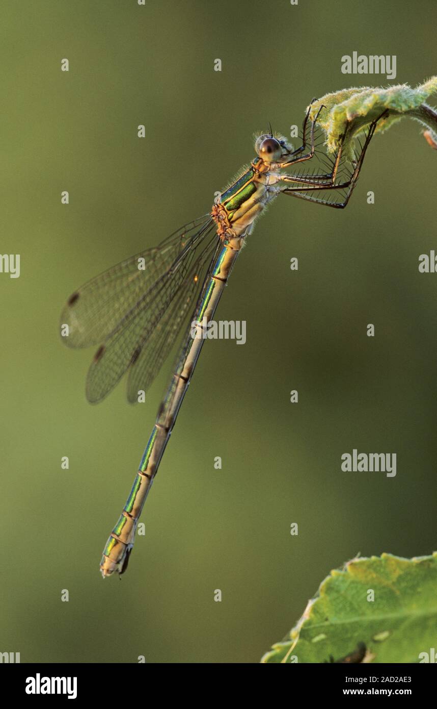 Emerald Damselfly, the preferred habitats are pools, ponds and moorlands  -  (Photo female) Stock Photo